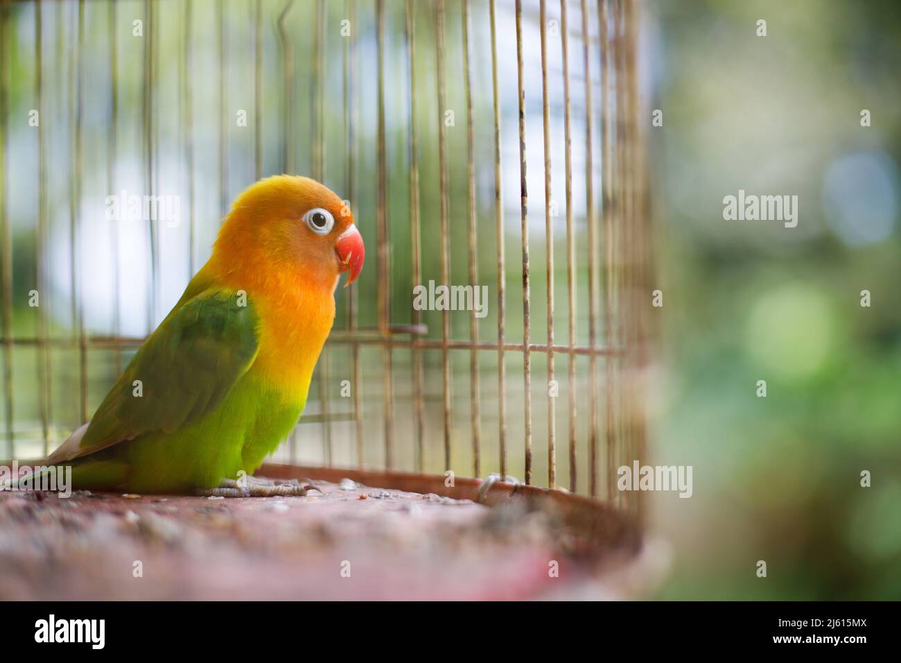 Red, yellow and green parrot in a cage Stock Photo