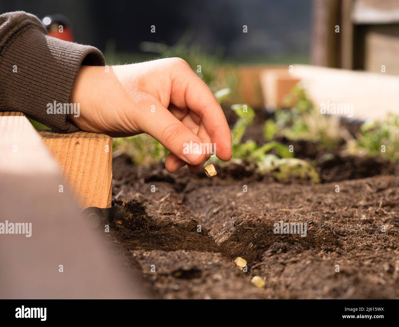 Farmer throwing seeds hires stock photography and images Alamy