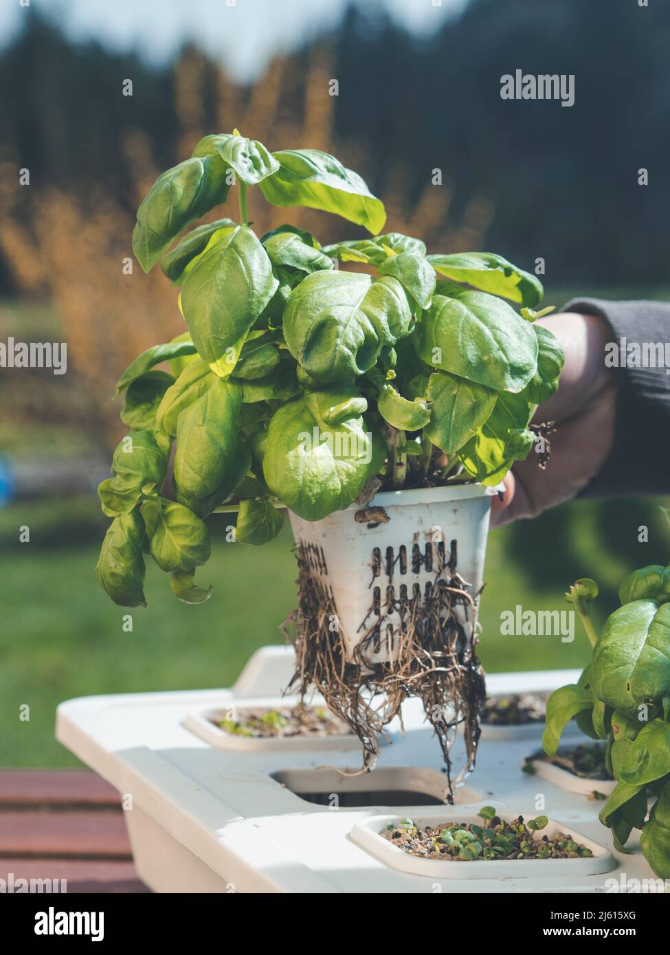 planted braten kaufen planted.steak Herbs  Planted Foods CH
