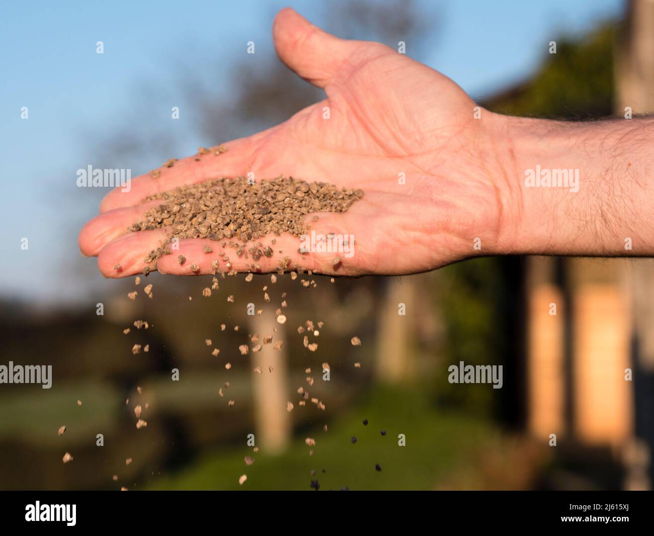 close up gardeners hand holding and spreading organic showing how to