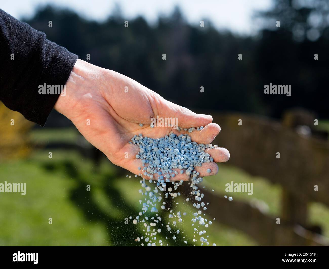 how to apply chemical fertilizer to plants in garden; hand holding and spreading chemical