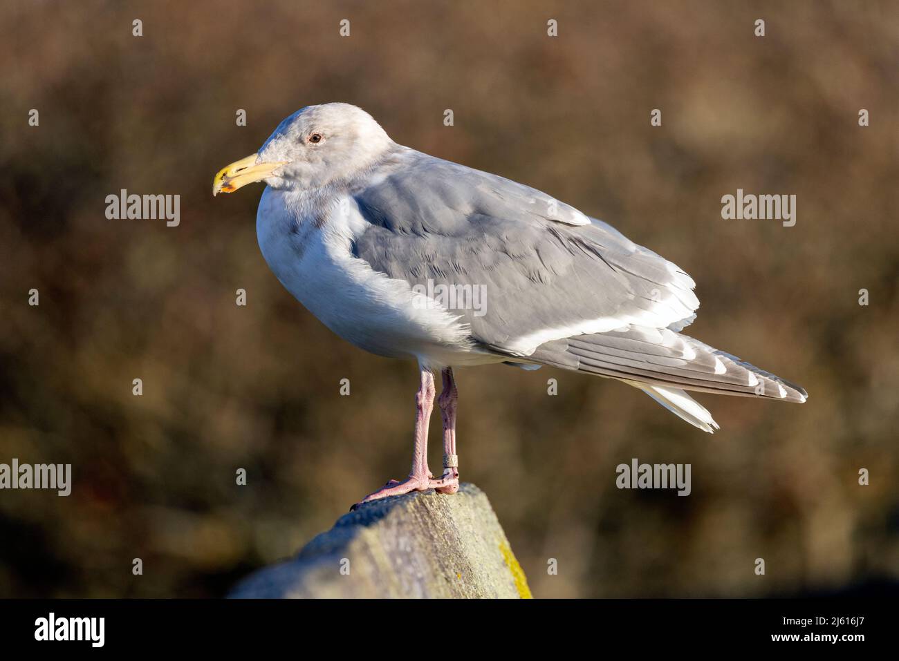 Glaucous-winged Gull (Larus glaucescens) - at Cattle Point in Uplands Park, Oak Bay. Near Victoria, Vancouver Island, British Columbia, Canada Stock Photo