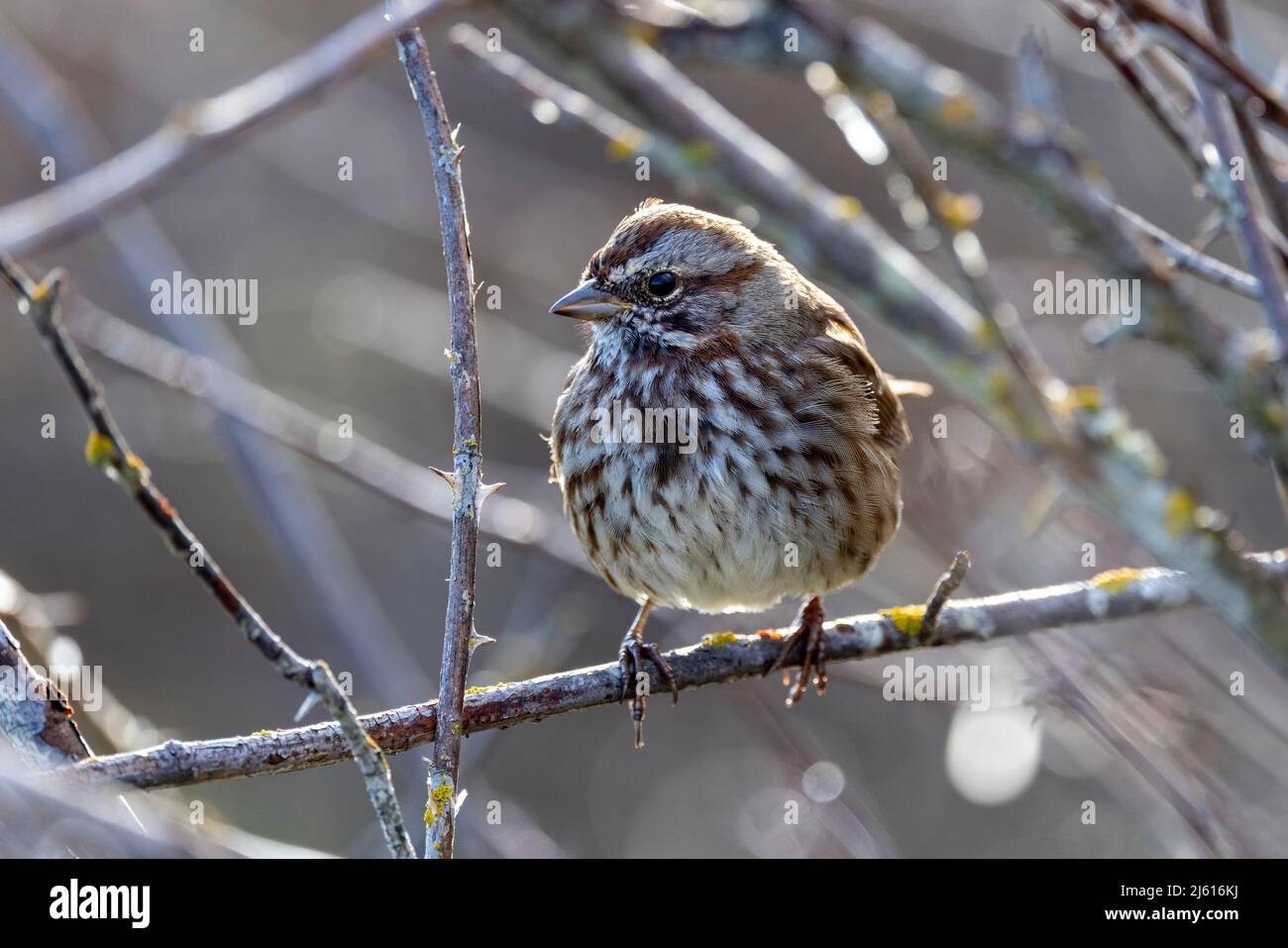 Song Sparrow (Melospiza melodia) - at Cattle Point in Uplands Park, Oak Bay. Near Victoria, Vancouver Island, British Columbia, Canada Stock Photo
