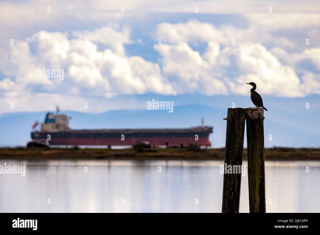 Double-crested Cormorant (Nannopterum auritum) at Esquimalt Lagoon with container ship in the distance - Colwood, near Victoria, Vancouver Island, Bri Stock Photo