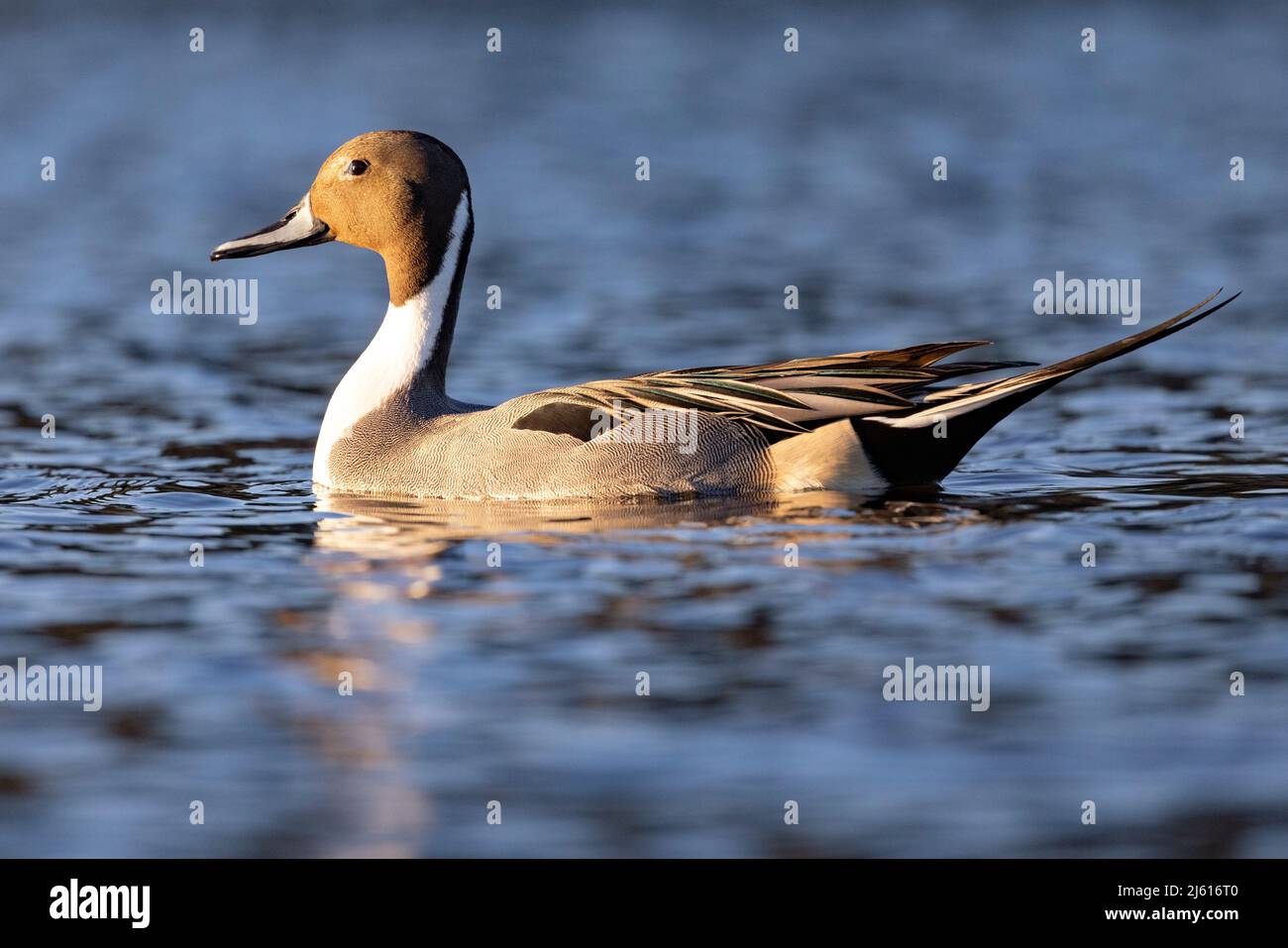 Male Northern Pintail (Anas acuta) duck at the Esquimalt Lagoon - Colwood, near Victoria, Vancouver Island, British Columbia, Canada Stock Photo