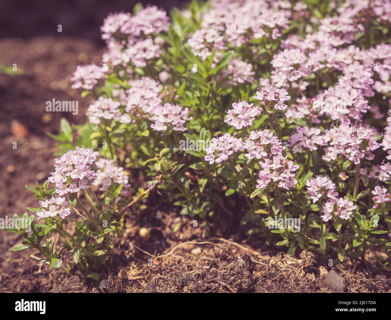 flowering thyme in raised garden bed Thymus vulgaris; aromatic seasoning cooking ingredient