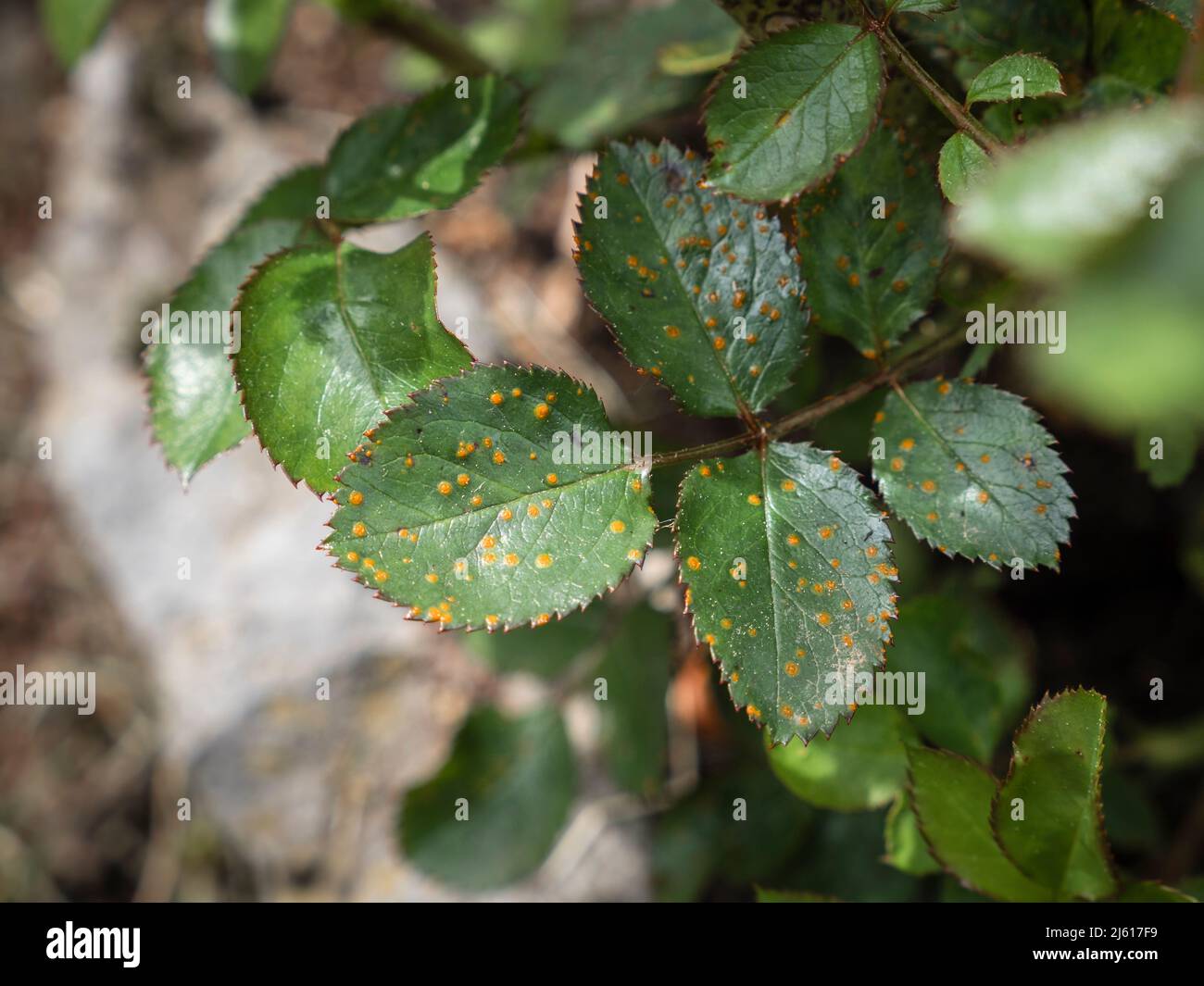 leaf with rose rust fungus Phragmidium mucronatum showing orange pustules Stock Photo
