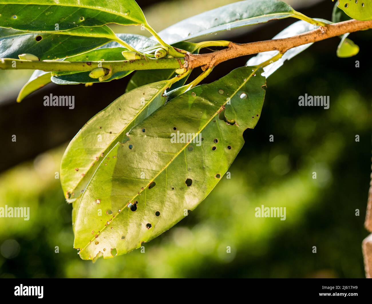 Leaves of cherry laurel Prunus laurocerasus affected by leaf spot fungi Stigmina carpophila Stock Photo