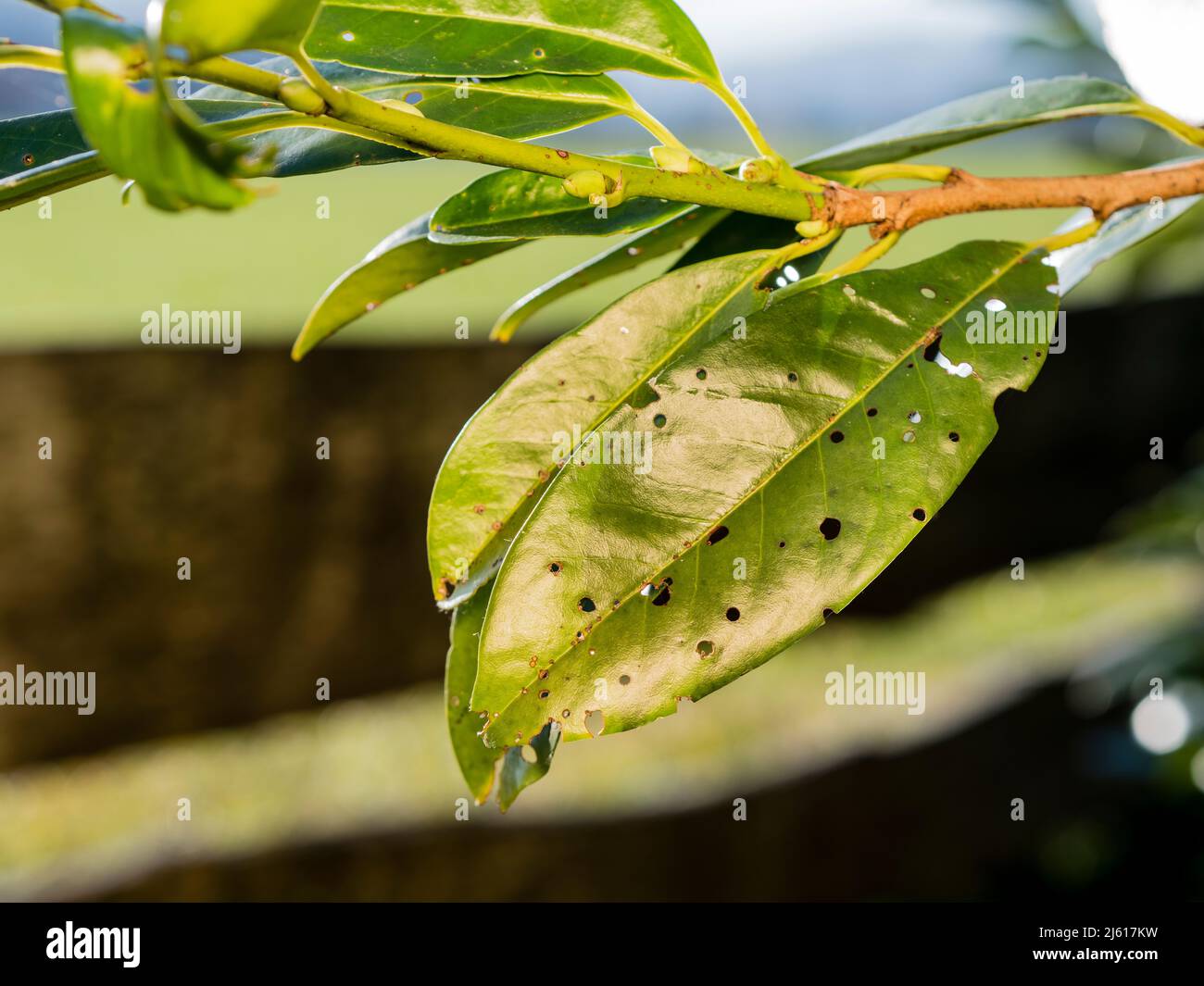 image shows leaves of cherry laurel Prunus laurocerasus affected by leaf spot fungi Stigmina carpophila Stock Photo