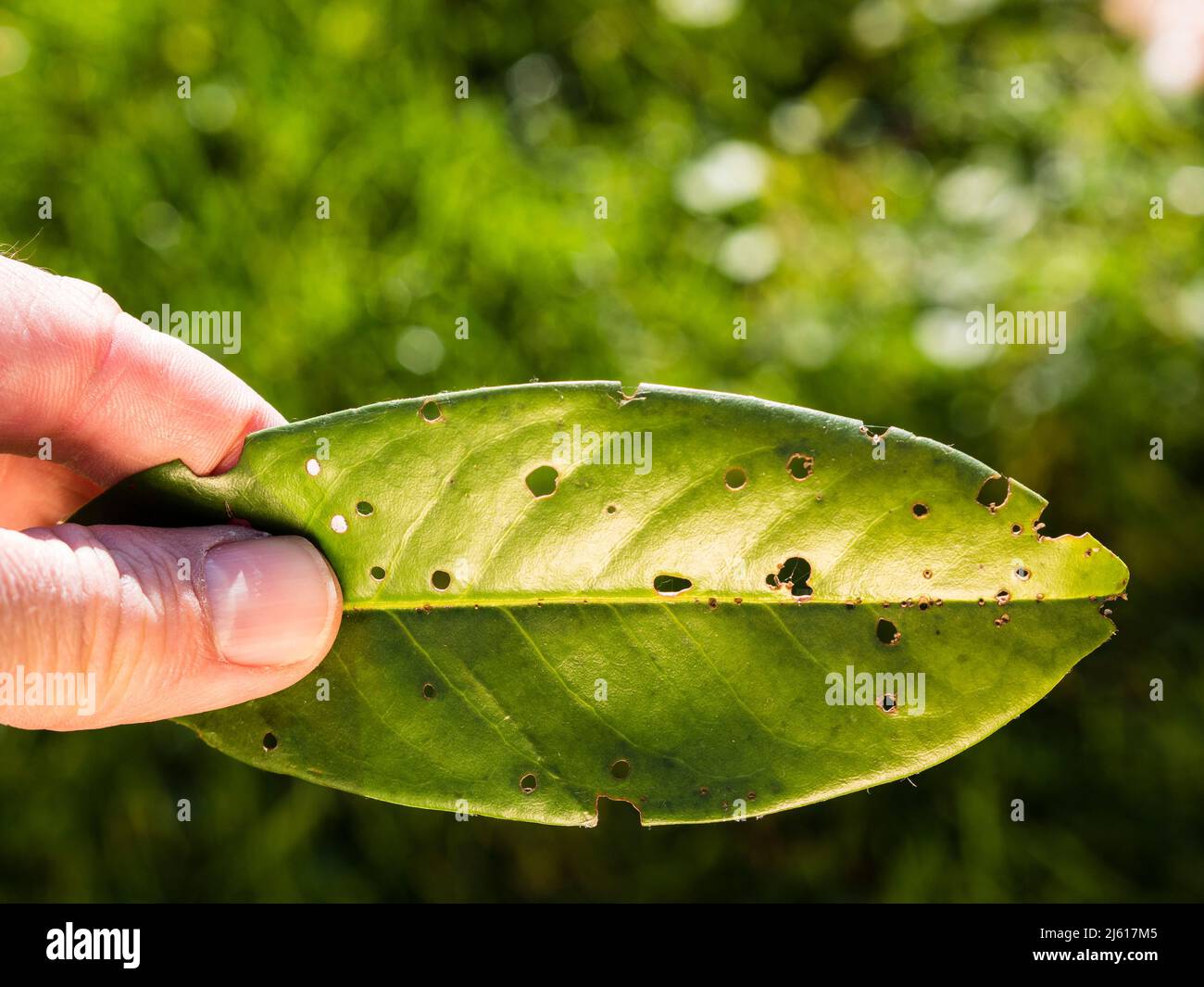hand holding leaf of cherry laurel Prunus laurocerasus affected by leaf spot fungi Stigmina carpophila Stock Photo