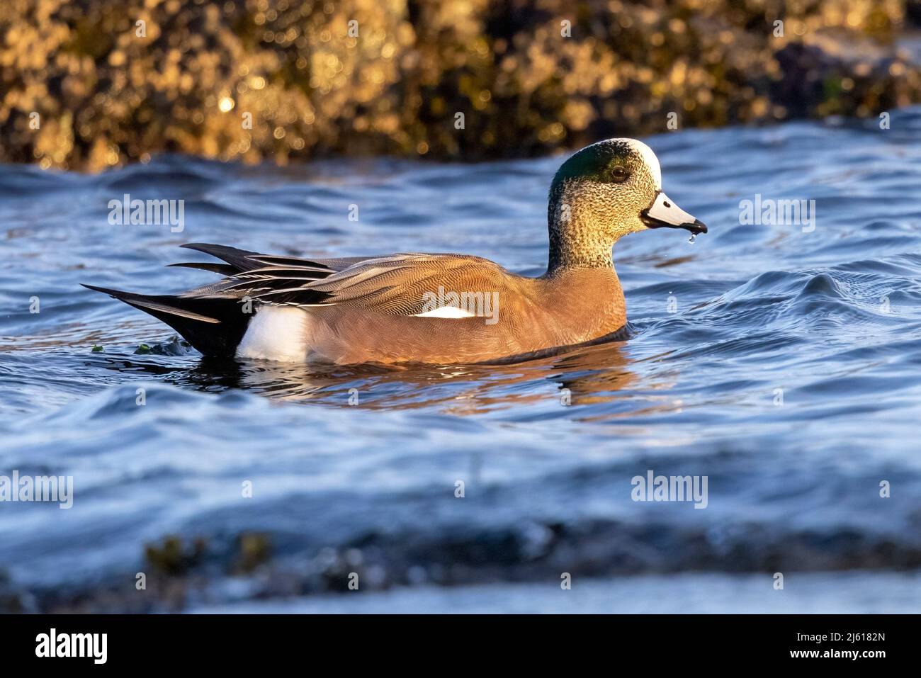 American Wigeon (Mareca americana) male - at Cattle Point in Uplands Park, Oak Bay. Near Victoria, Vancouver Island, British Columbia, Canada Stock Photo