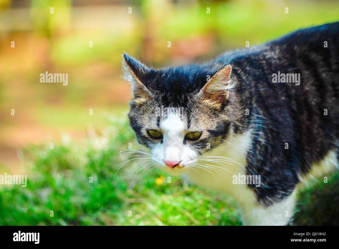 Black and white cat playing in the yard Stock Photo - Alamy