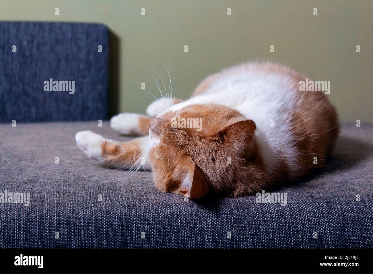 Ginger cat's hair on furniture. Cat shedding.  Stock Photo
