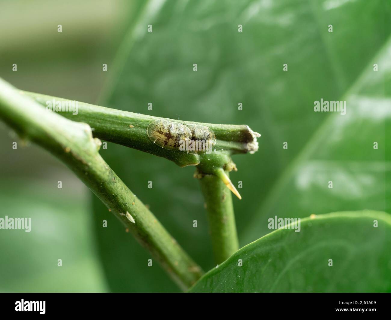 photo shows a scale insects sucking on a young branch and producing honeydew Stock Photo