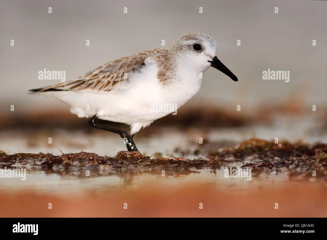Semipalmated sandpiper, Calidris pusilla, sea water bird in the nature habitat. Animal on the ocean coast. White bird in the sand beach. Beautiful bir Stock Photo