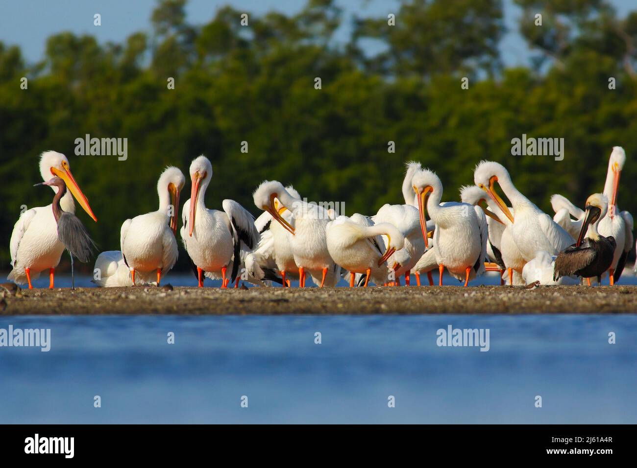 Group of pelican in stone island in the sea. White Pelican, Pelecanus  erythrorhynchos, bird in the dark water, nature habitat, Florida, USA Stock  Photo - Alamy
