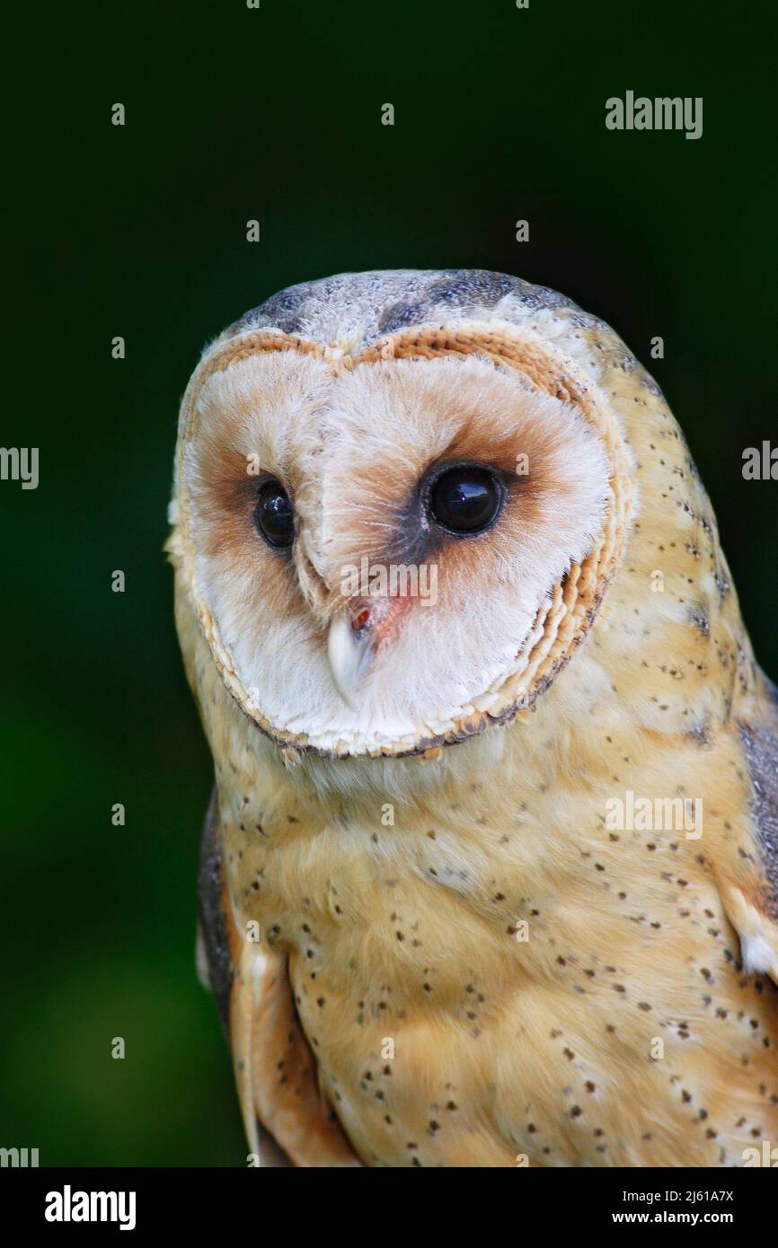 Portrait of owl. Barn owl, Tito alba, nice blurred light green the