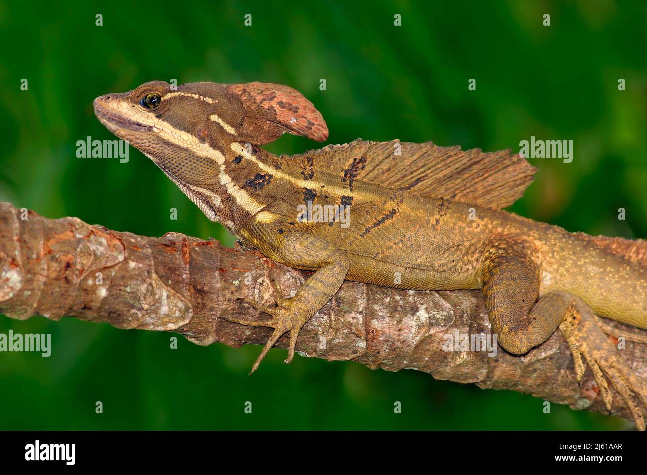 Brown Basilisk, Basiliscus vittatus, in the nature habitat. Beautiful portrait of rare lizard