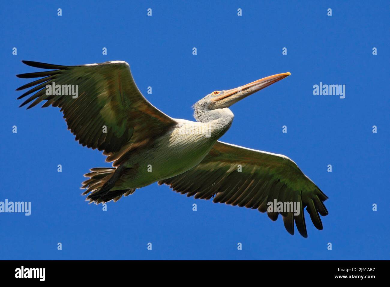 Spot-billed Pelican, elecanus philippensis, from Sri Lanka. Bird in fly with blue sky. White Pelican in flight with open wings. Action scene in nature Stock Photo