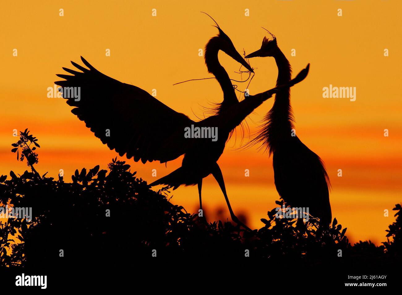 Two herons. Love on the tree with orange sunset. Wildlife scene from nature. Beautiful bird on the rock cliff. Beautiful birds in love. Courtship cere Stock Photo
