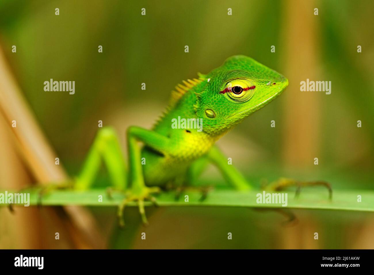 Beautiful animal in the nature habitat. Lizard from forest. Green Garden Lizard, Calotes calotes, detail eye portrait of exotic tropic animal in the g Stock Photo - Alamy Beautiful animal in the nature habitat. Lizard from forest. Green Garden Lizard, Calotes calotes, detail eye portrait of exotic tropic animal in the g Stock Photo - Alamy