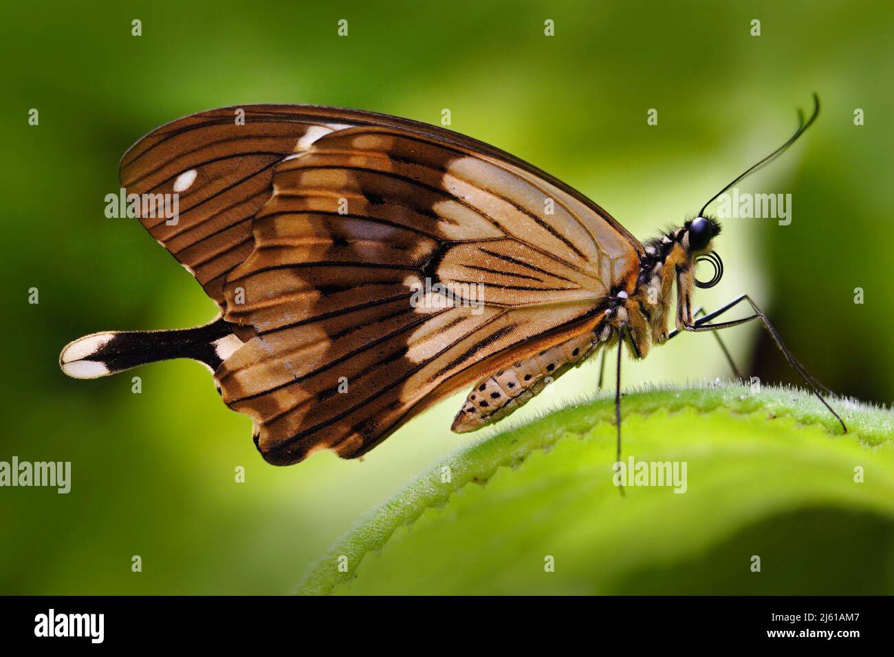 Mocker swallowtail, Papilio dardanus, African Swallowtail butterfly, Papilio dordanus, sitting on the white flower. Insect in the dark tropic forest, Stock Photo