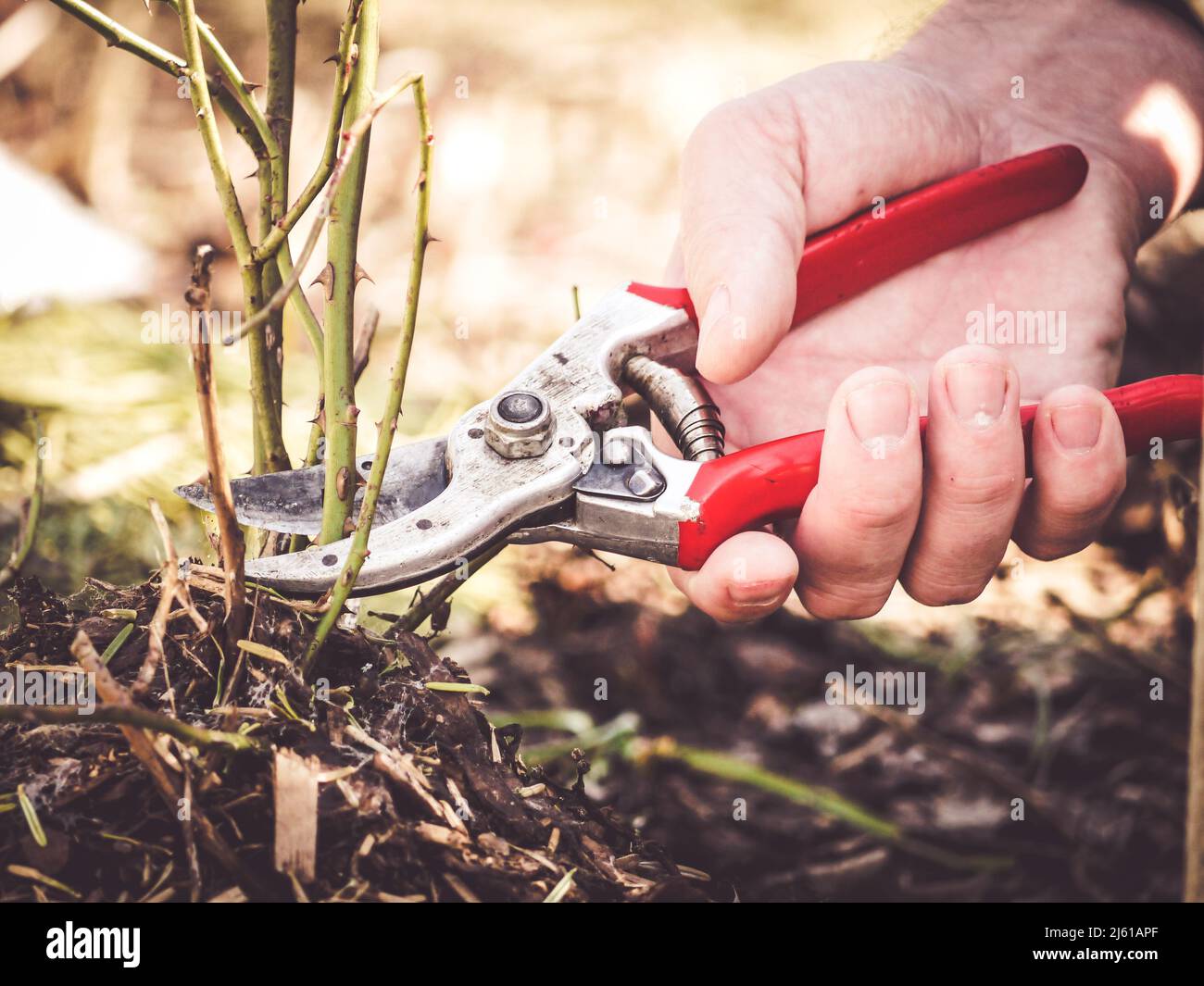 gardener shows how to prune rose shrubs using a pruning shear close to