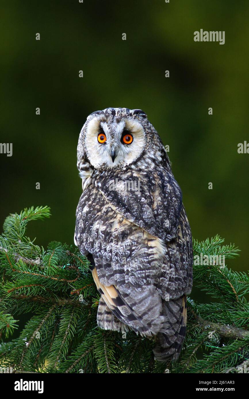 Owl in the forest. Long-eared Owl sitting on the branch in the spruce larch forest during autumn. Nice bird in the nature habitat. Owl sitting on the Stock Photo