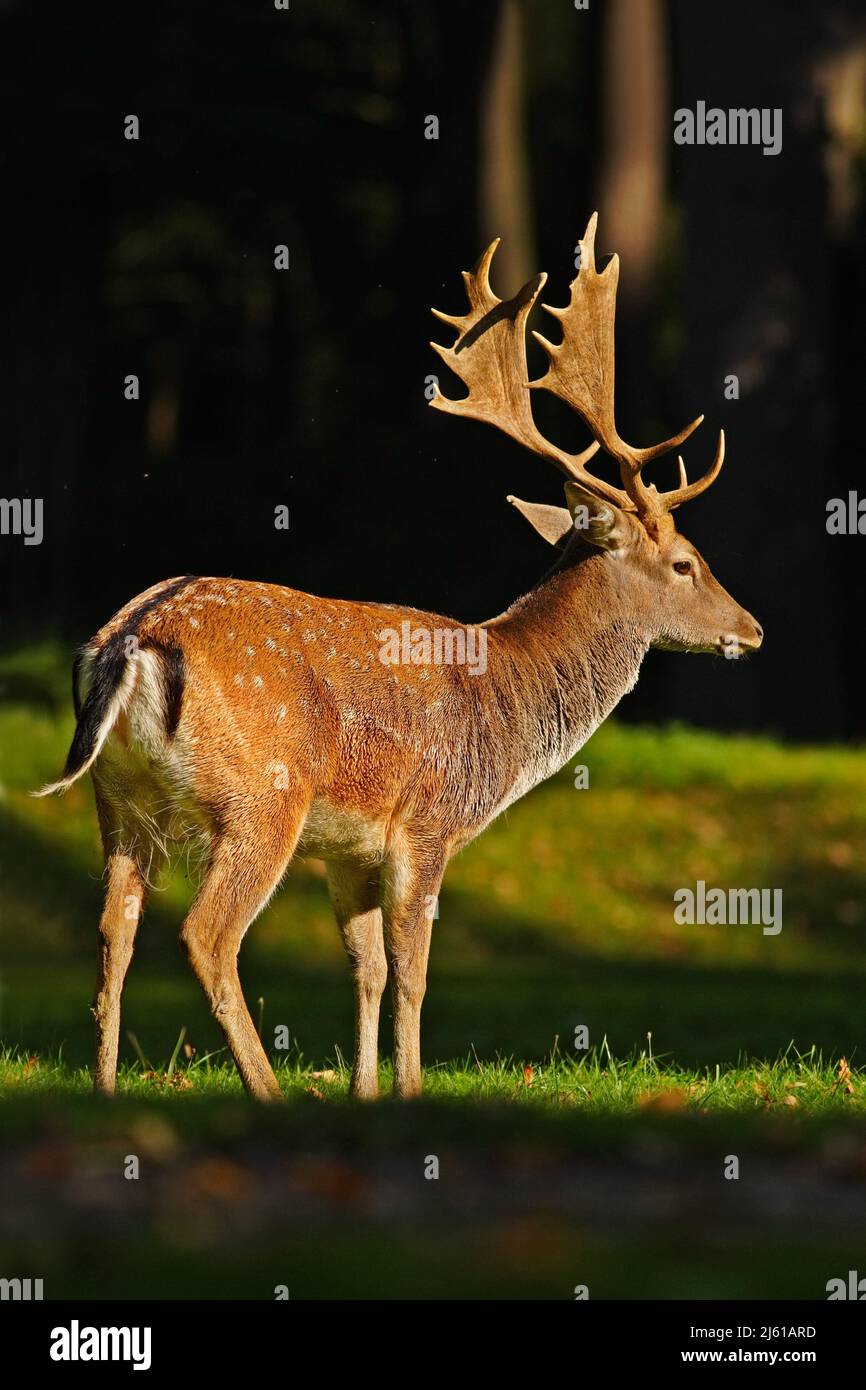 Fallow Red Red deer rut season czech hi-res stock photography and images - Alamy