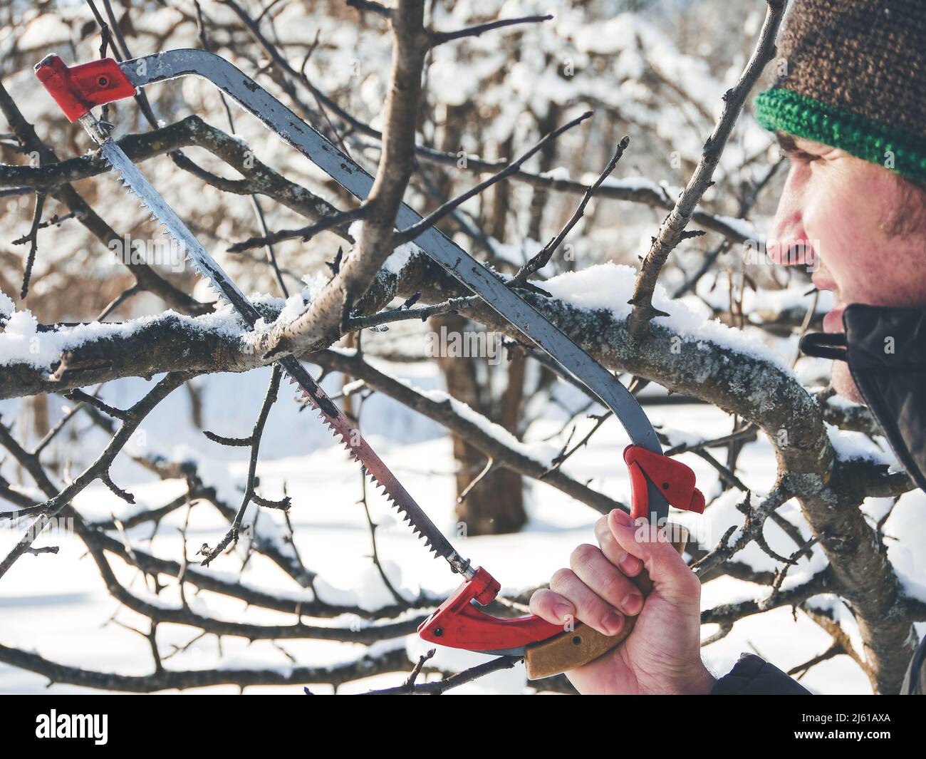gardener using a saw to prune apple trees - branches are garnished with ...