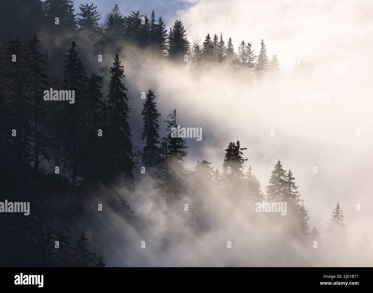 Sunbeam over pine trees - abstract landscape with rays Stock Photo