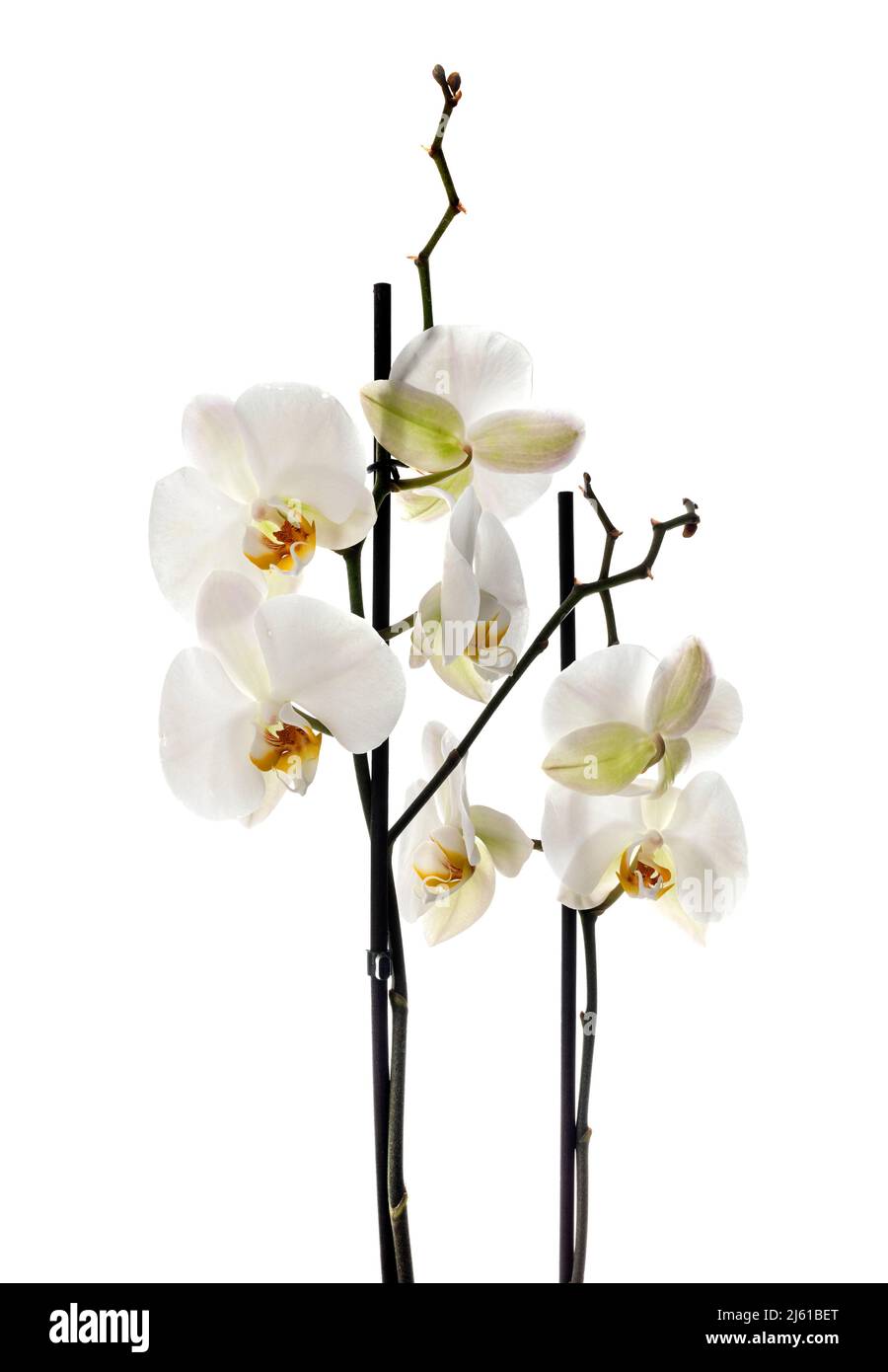 white Phalaenopsis in front of white background Stock Photo - Alamy
