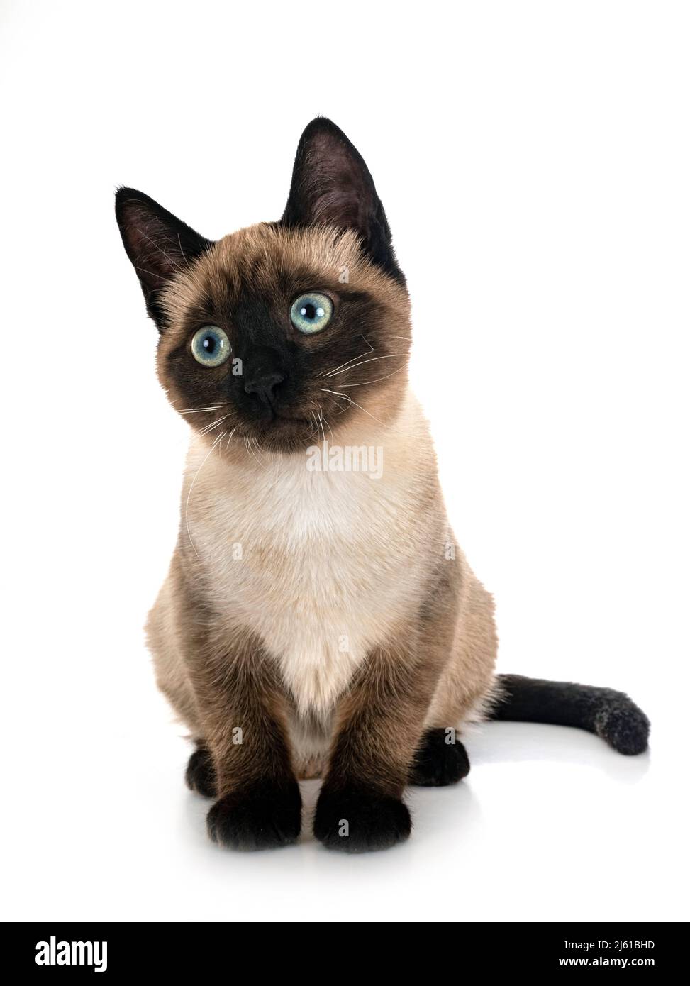 siamese cat in front of white background Stock Photo - Alamy