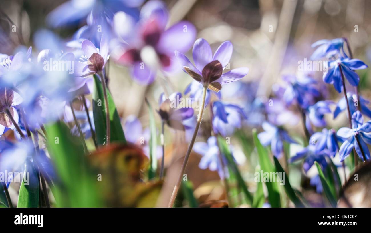 Small wild forest flowers growing in April. Stock Photo