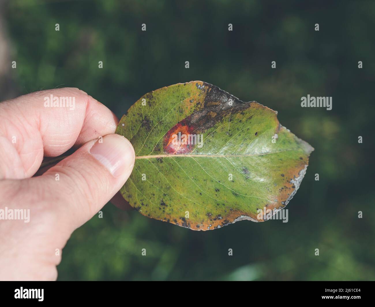 gymnosporangium sabinae or rust on pear leaf; hand holding leaf Stock Photo