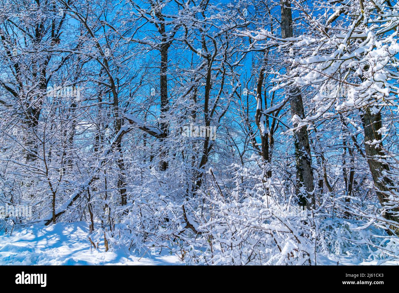 Germany, white snow covered branches of trees in a forest in winter wonderland landscape scene with blue sky and sun behind Stock Photo