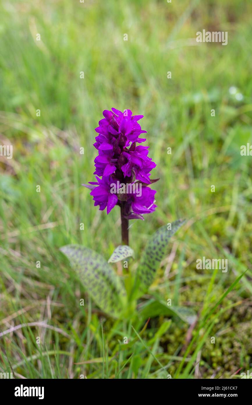 Dactylorhiza majalis, also known as broad-leaved marsh orchid, Eurasian orchid. Pink wild orchid, Ukraine. Stock Photo