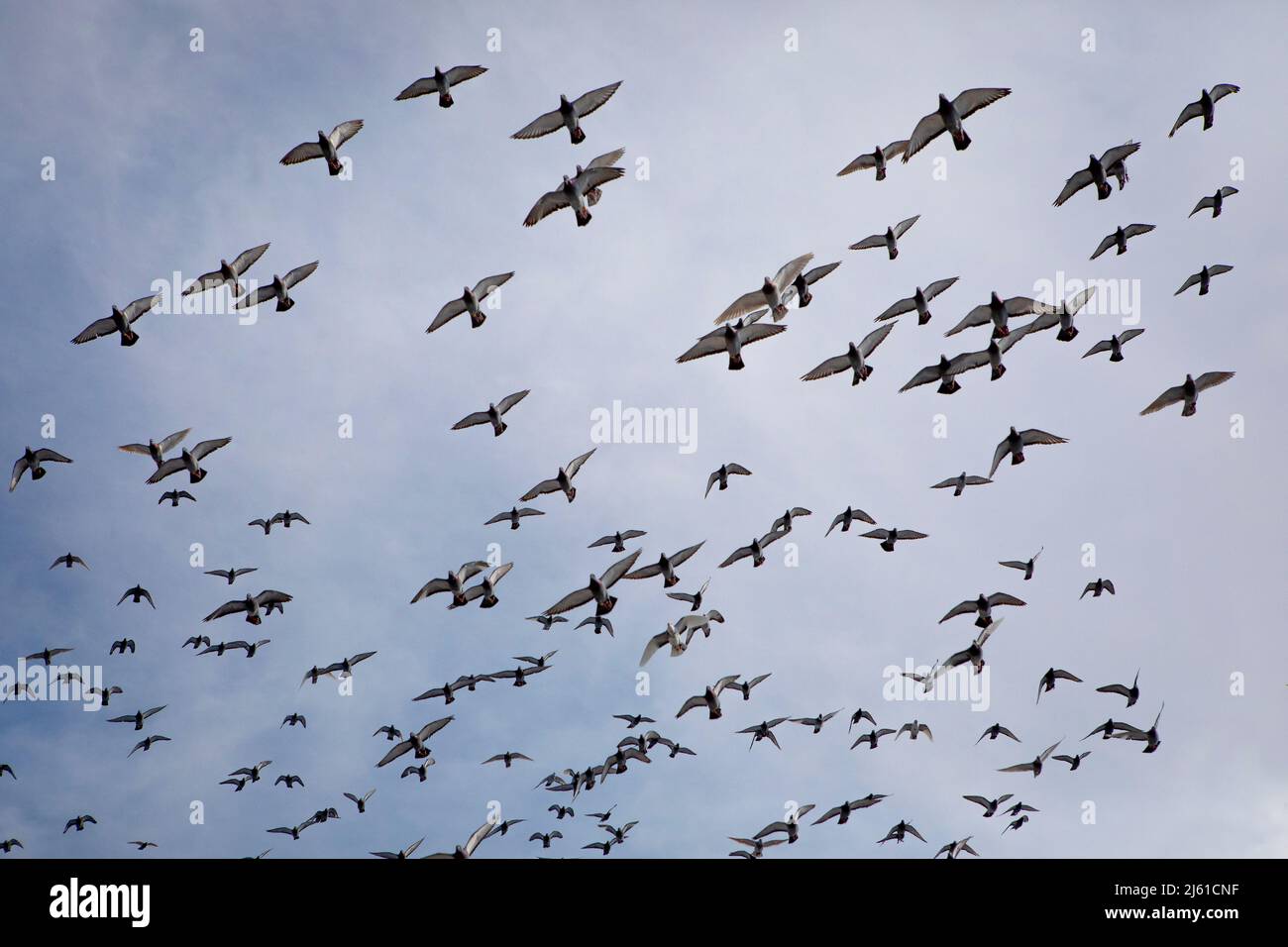 flock of speed racing pigeon flying against blue cloudy sky Stock Photo