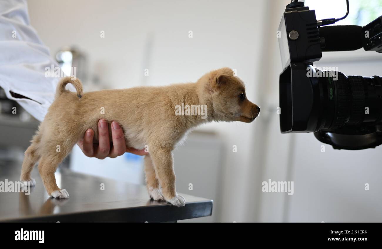 Ensure daily hires stock photography and images Alamy