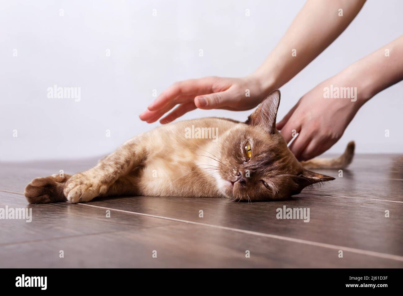 Owner petting burmese cat lies on floor. Stock Photo