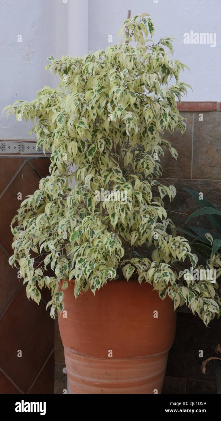 Large terracotta pot with variegated plant on village pavement Stock Photo