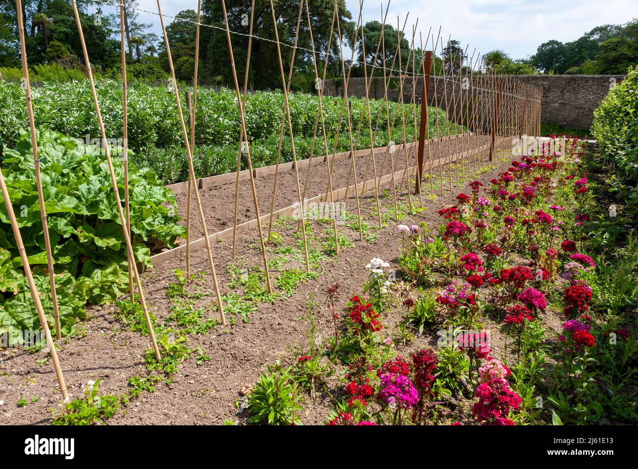 Vegetables and flowers in the extensive Vegetable Garden in the Lost Gardens of Heligan, Cornwall, UK Stock Photo