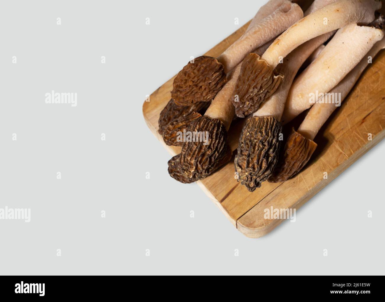 Spring wild morel mushrooms or Morchella conica. They are loaded with