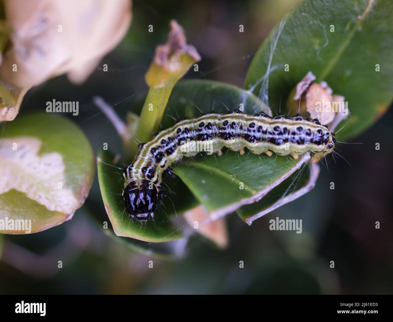 caterpillar greenish yellow in colour with black head and light & dark strips with spots along their length feeding on box wood Stock Photo