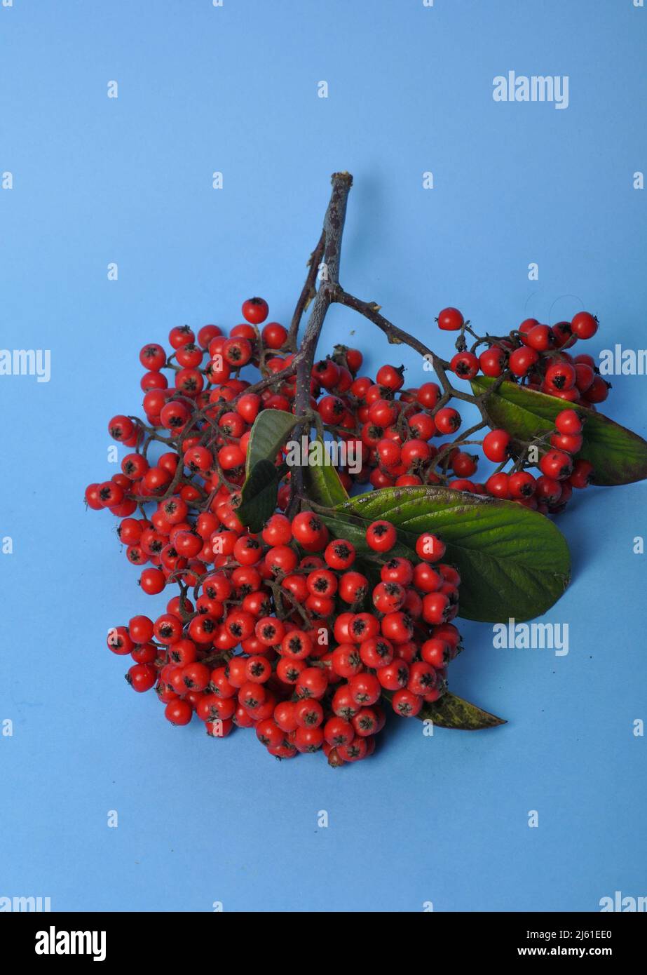 Cotoneaster fruit on a blue background Stock Photo