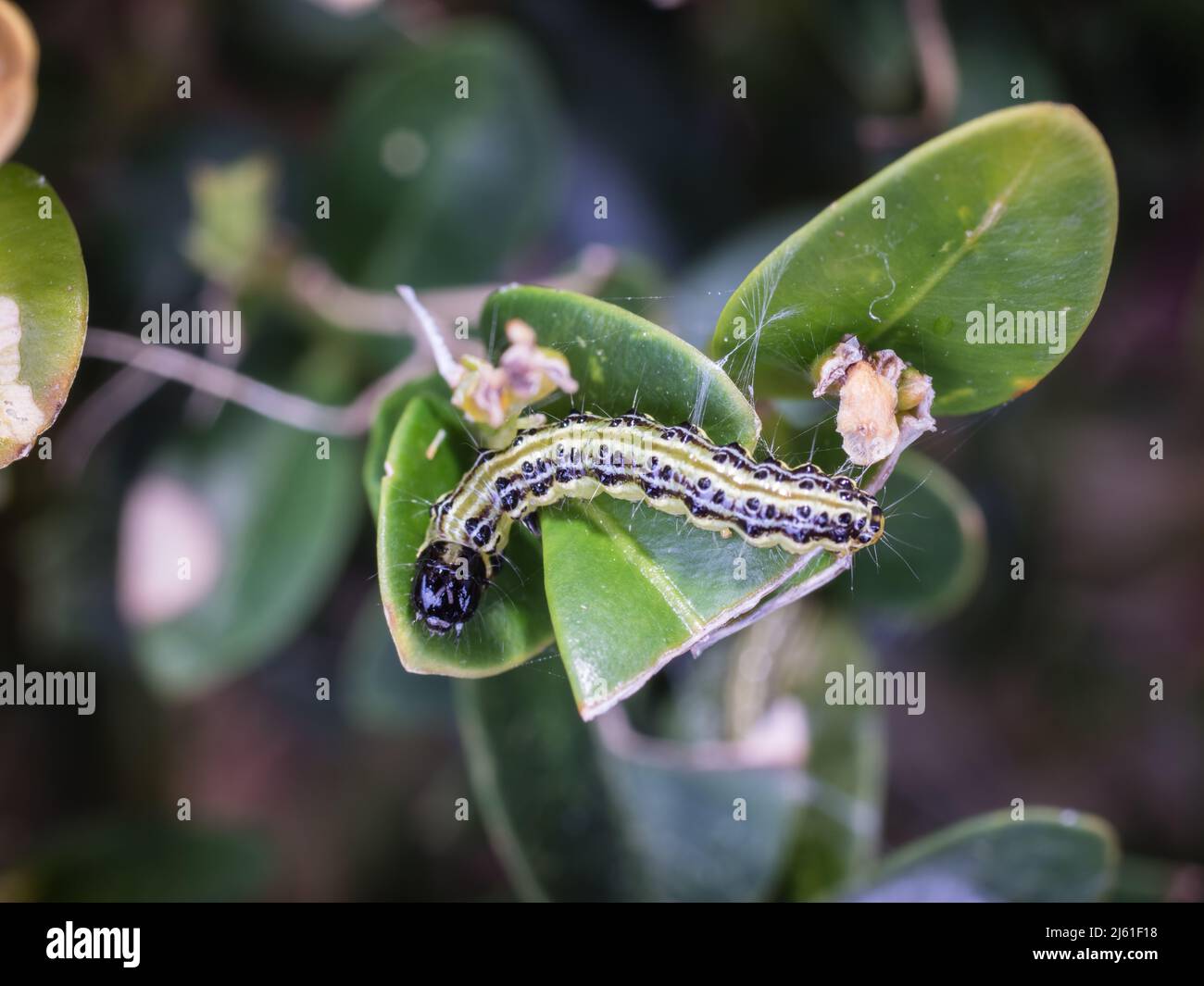 image shows a top view of box tree caterpillar feeding on box leaf Stock Photo