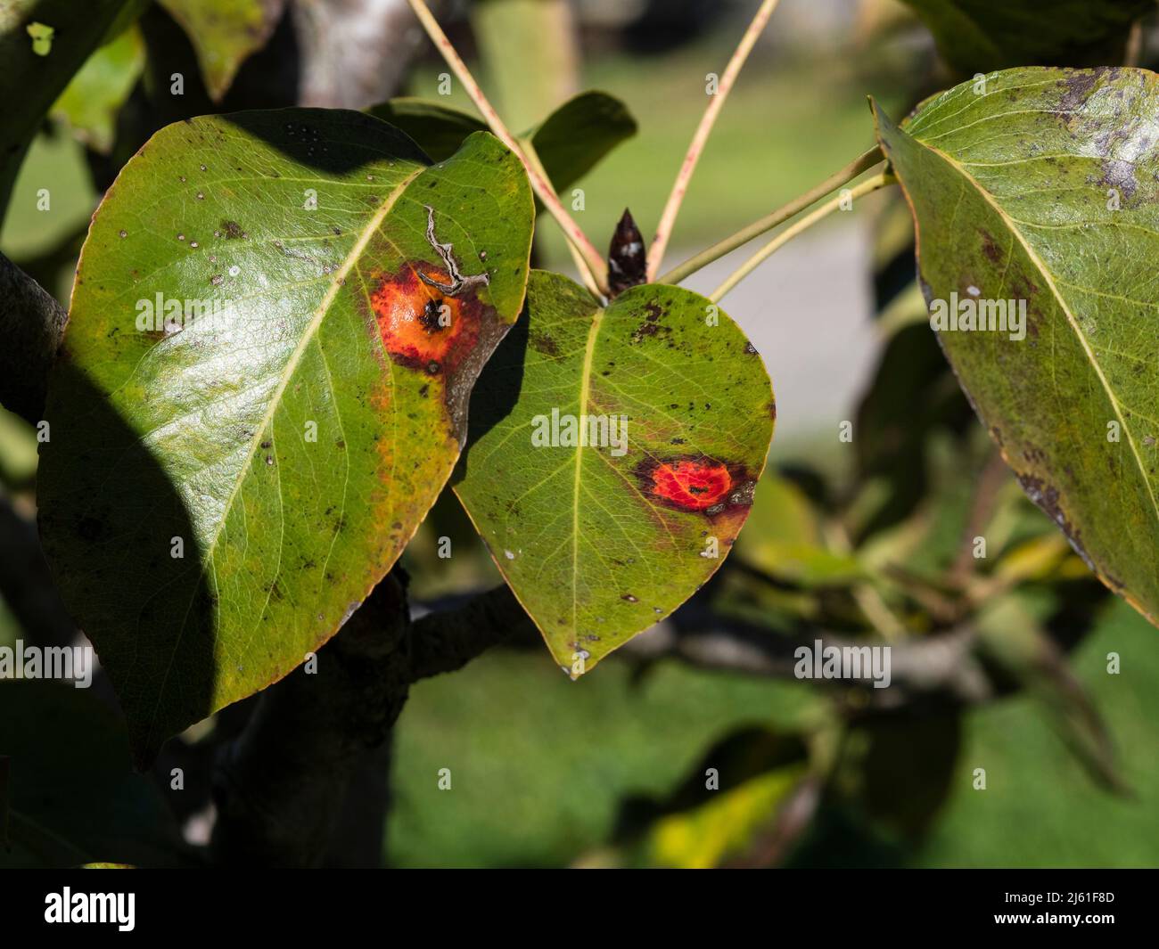image shows the pear rust gymnosporangium sabinae on pear leafs Stock ...