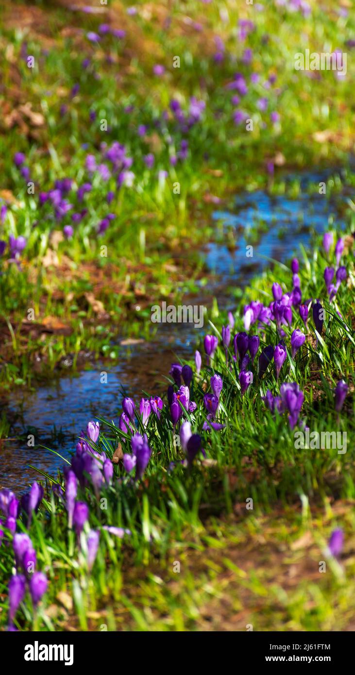 crocus flower blooming along the brook. beautiful nature background in spring Stock Photo