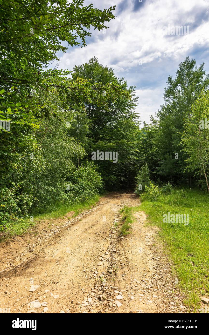 countryside dirt road in to the forest. green nature landscape in summer. grass on the meadow by the road. beautiful scene of natural park in summer. Stock Photo
