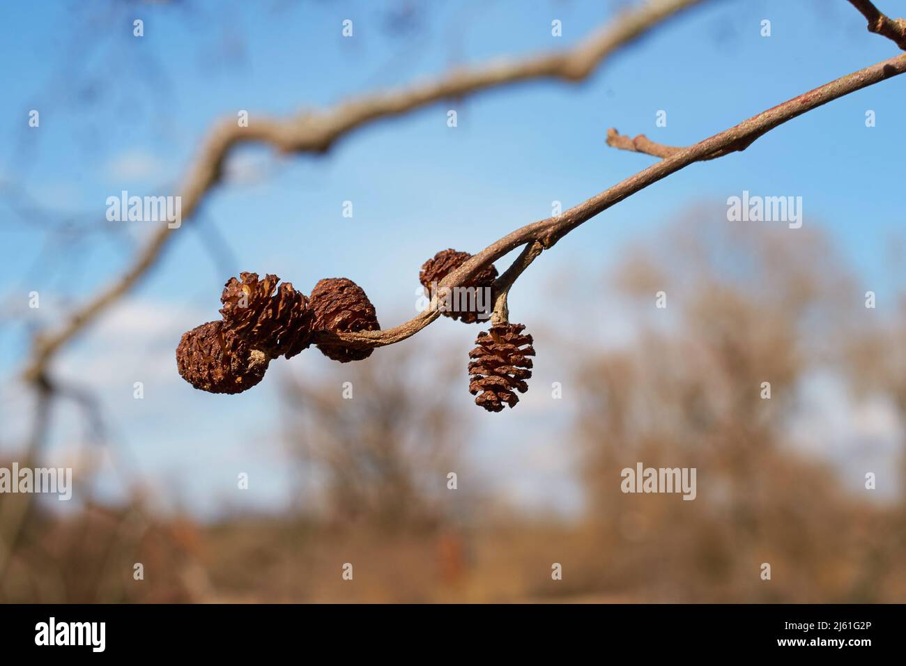 Alnus glutinosa. Cones of black alder against the sky in close-up Stock Photo